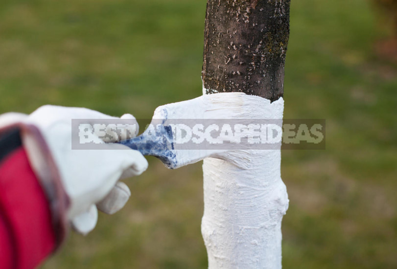Birch Tar: Protection of Garden and Vegetable Garden From Pests (Part 2)