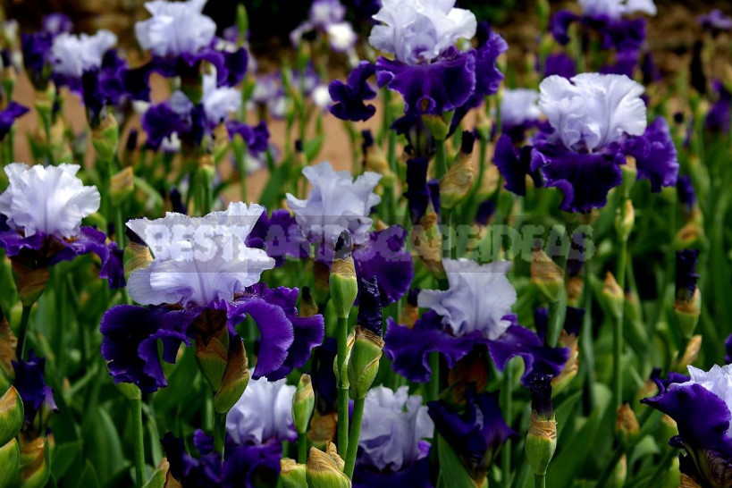 10 Best Colorful Varieties of Irises for Your Garden