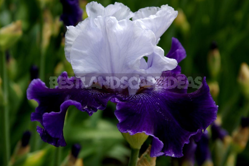 10 Best Colorful Varieties of Irises for Your Garden