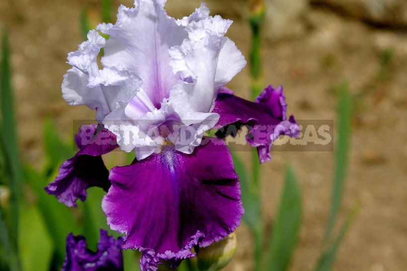 10 Best Colorful Varieties of Irises for Your Garden