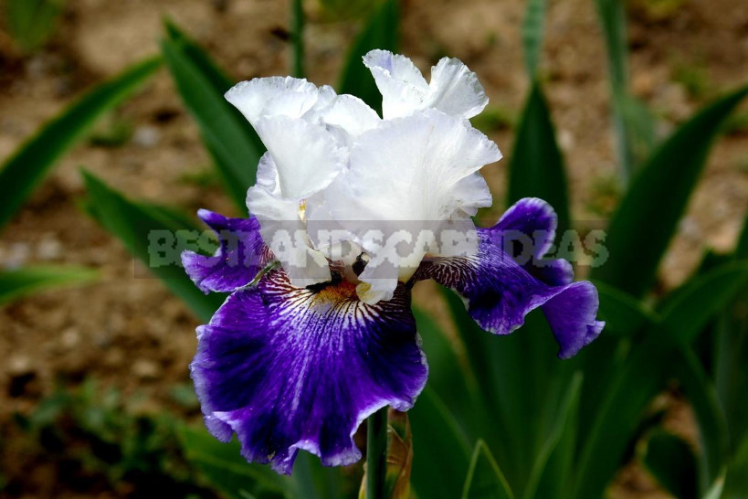 10 Best Colorful Varieties of Irises for Your Garden