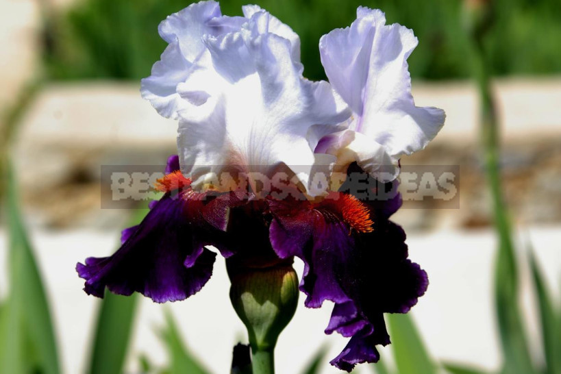 10 Best Colorful Varieties of Irises for Your Garden