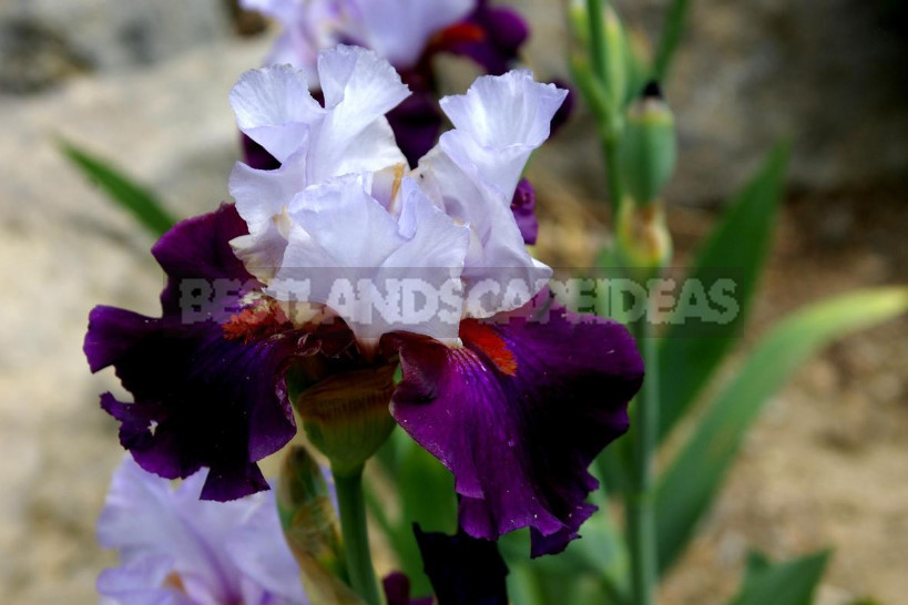 10 Best Colorful Varieties of Irises for Your Garden