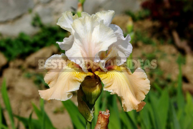 10 Best Colorful Varieties of Irises for Your Garden