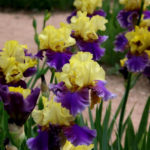 10 Best Colorful Varieties of Irises for Your Garden
