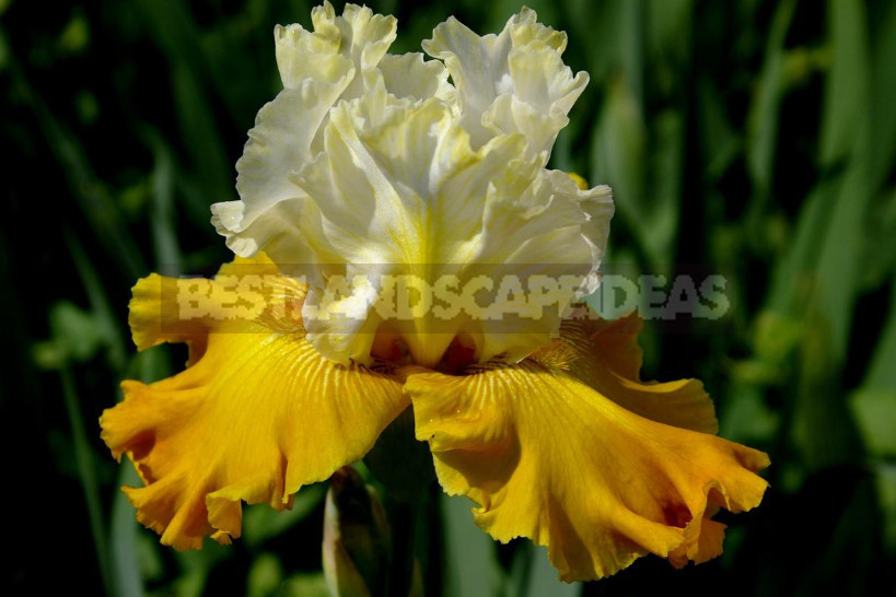 10 Best Colorful Varieties of Irises for Your Garden