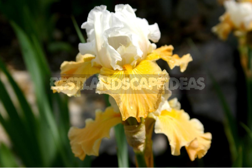 10 Best Colorful Varieties of Irises for Your Garden