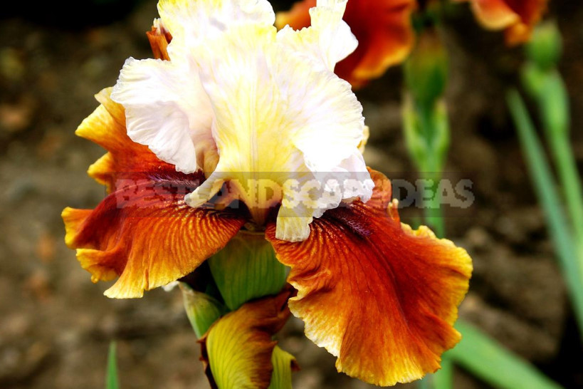 10 Best Colorful Varieties of Irises for Your Garden