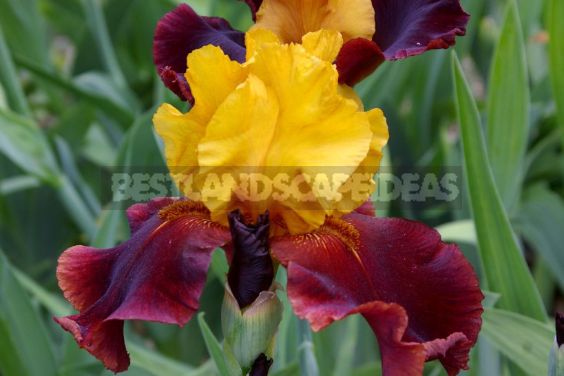 10 Best Colorful Varieties of Irises for Your Garden