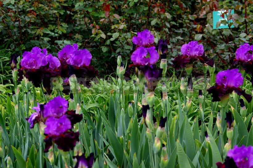 10 Best Colorful Varieties of Irises for Your Garden