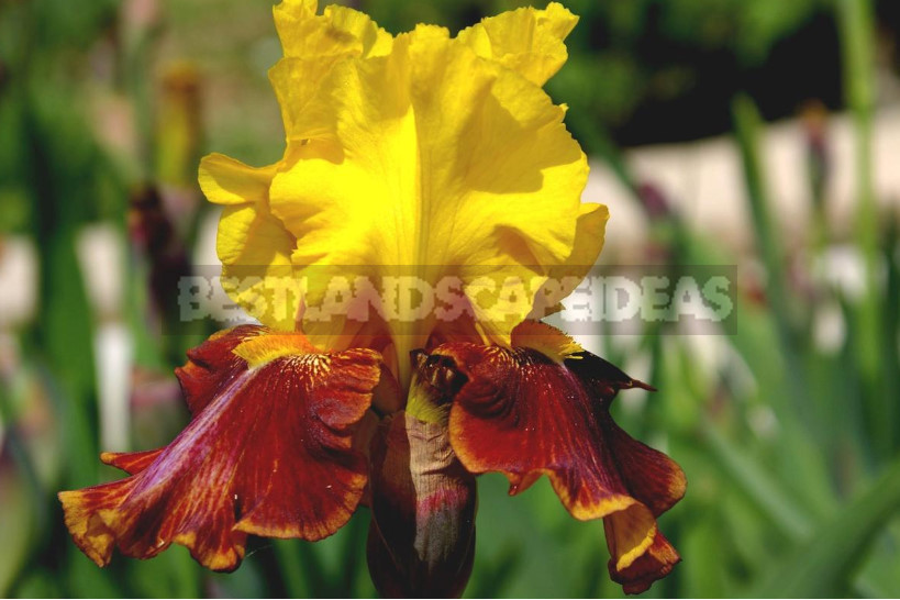 10 Best Colorful Varieties of Irises for Your Garden