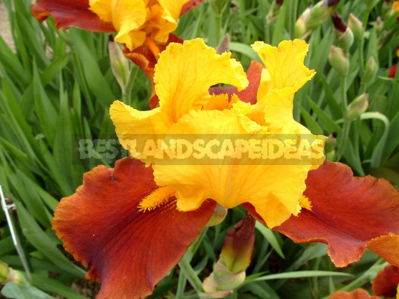 10 Best Colorful Varieties of Irises for Your Garden