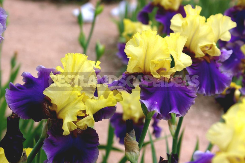 10 Best Colorful Varieties of Irises for Your Garden