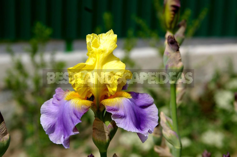 10 Best Colorful Varieties of Irises for Your Garden