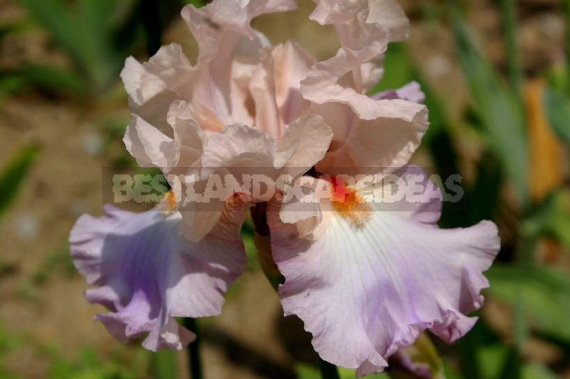 10 Best Colorful Varieties of Irises for Your Garden