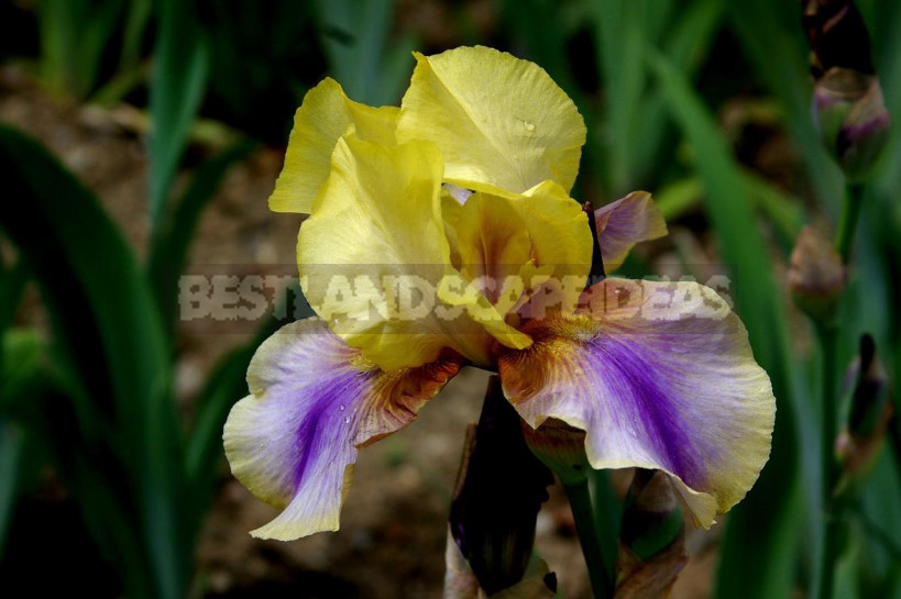 10 Best Colorful Varieties of Irises for Your Garden