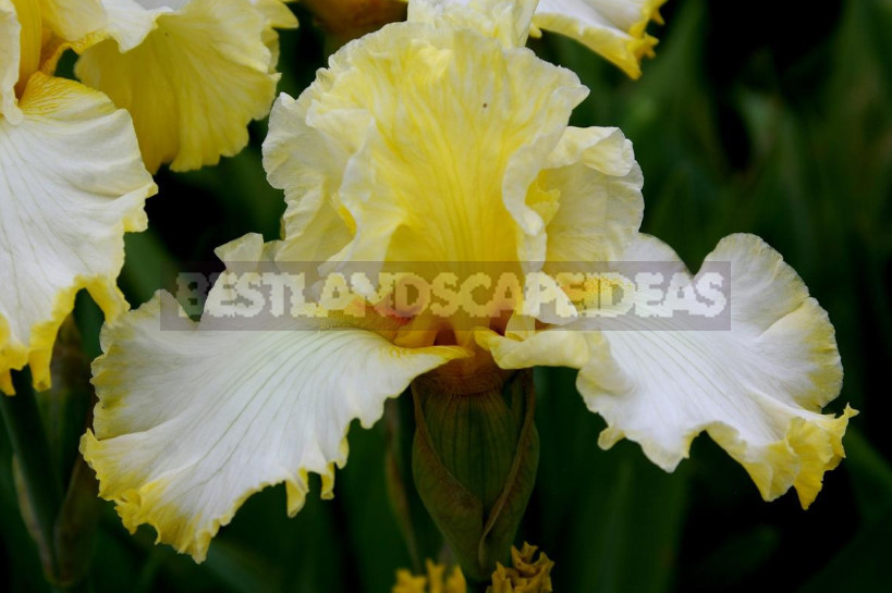 10 Best Colorful Varieties of Irises for Your Garden