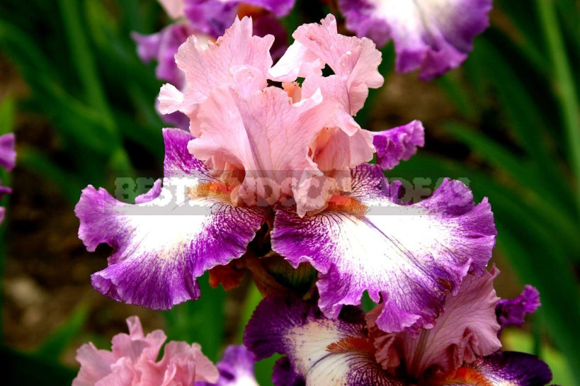 10 Best Colorful Varieties of Irises for Your Garden