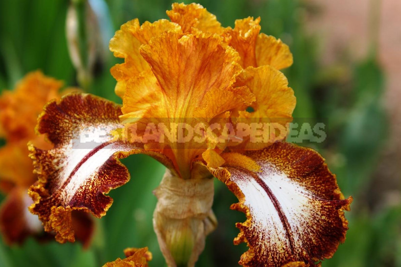 10 Best Colorful Varieties of Irises for Your Garden