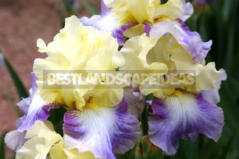 10 Best Colorful Varieties of Irises for Your Garden