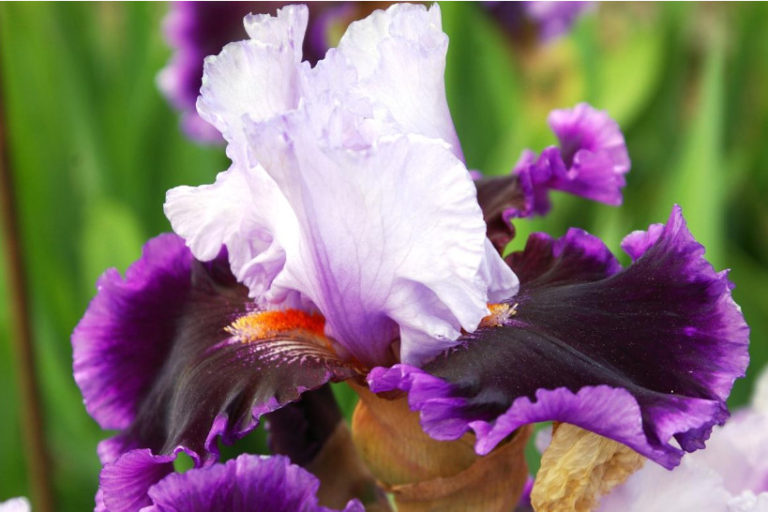 10 Best Colorful Varieties Of Irises For Your Garden - Best Landscape Ideas