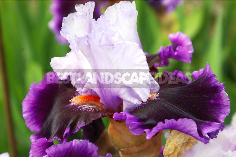 10 Best Colorful Varieties of Irises for Your Garden