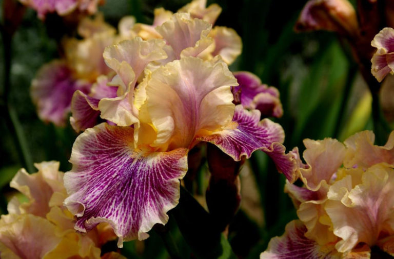 10 Best Colorful Varieties of Irises for Your Garden Best Landscape Ideas