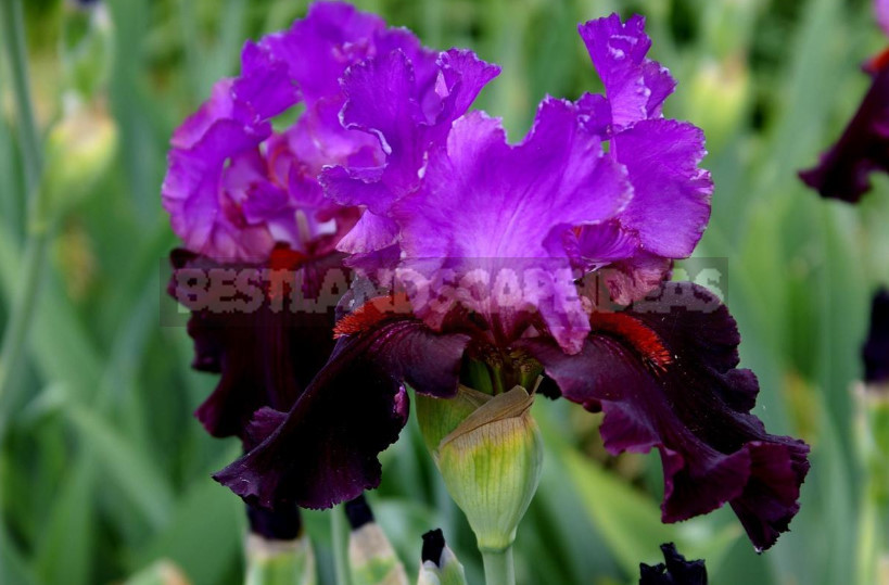 10 Best Colorful Varieties of Irises for Your Garden