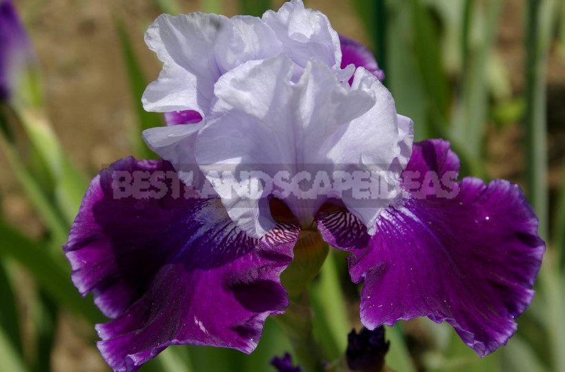 10 Best Colorful Varieties of Irises for Your Garden