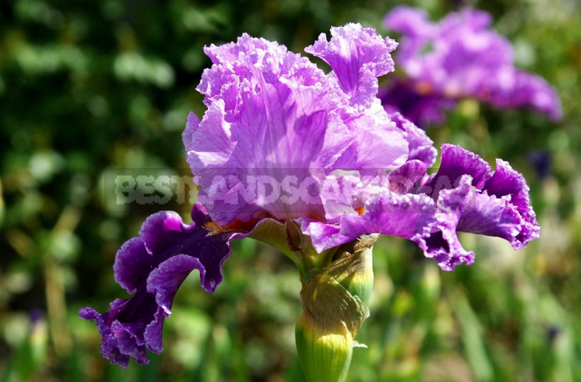 10 Best Colorful Varieties of Irises for Your Garden