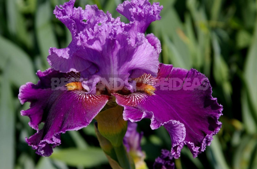 10 Best Colorful Varieties of Irises for Your Garden