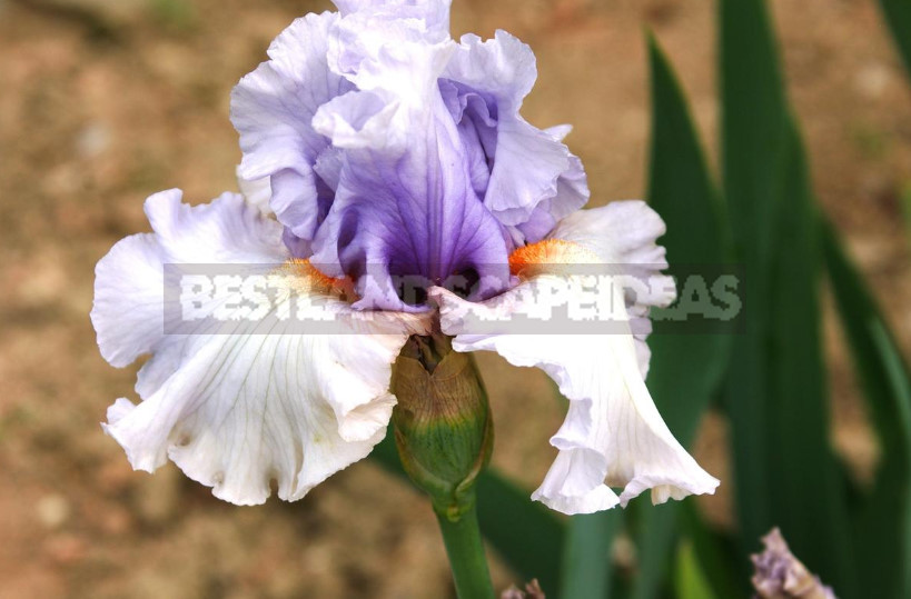 10 Best Colorful Varieties of Irises for Your Garden