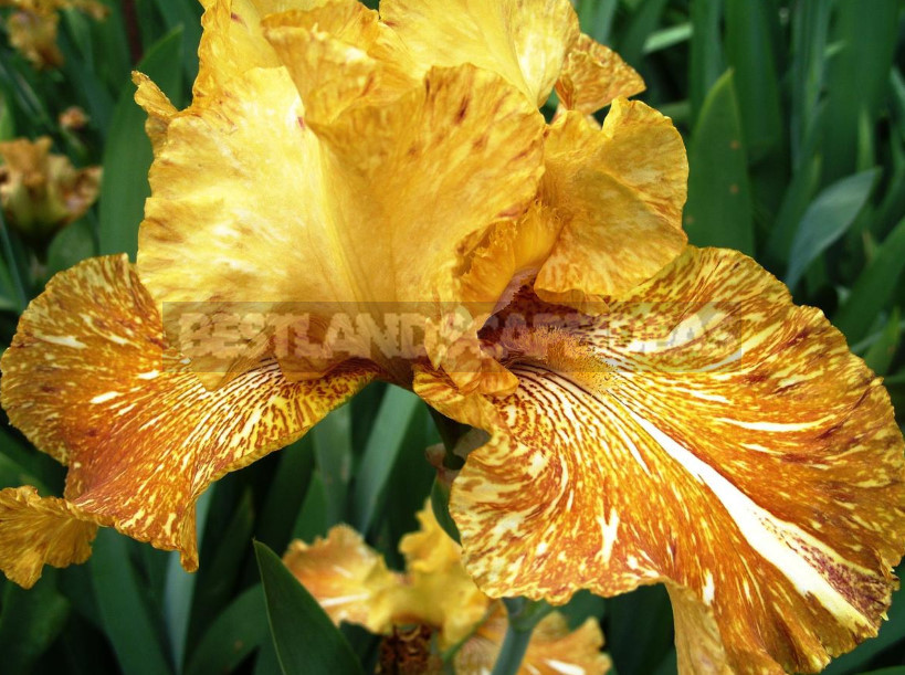 10 Best Colorful Varieties of Irises for Your Garden