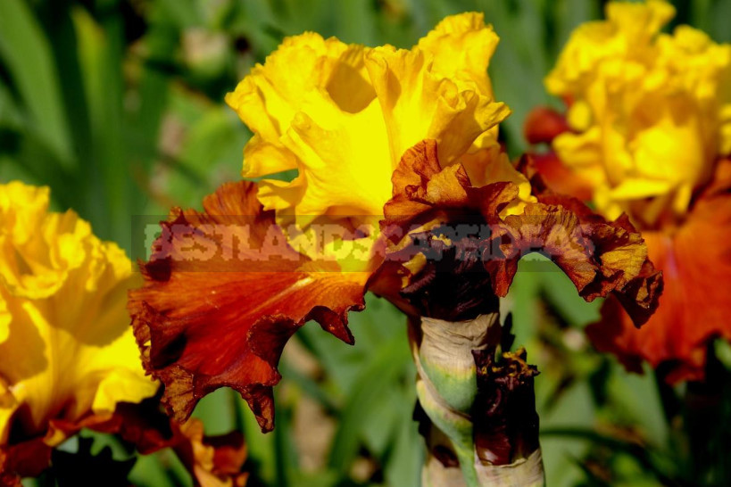 10 Best Colorful Varieties of Irises for Your Garden