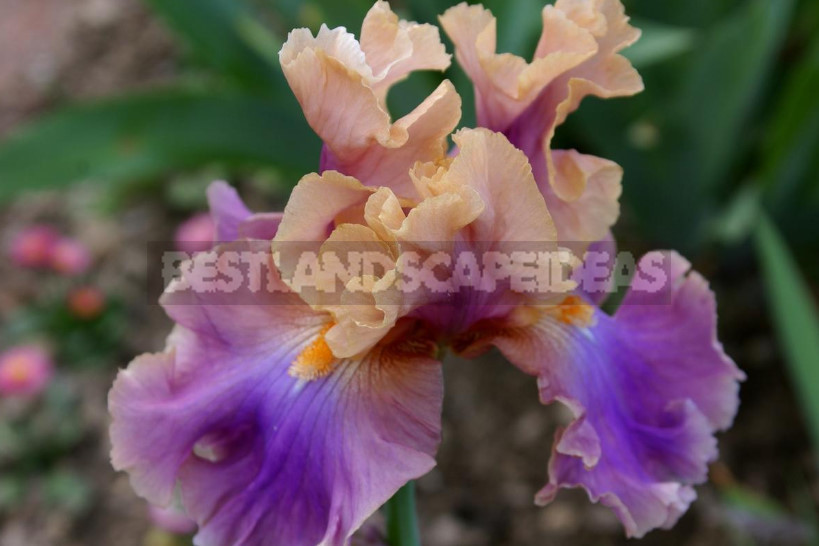 10 Best Colorful Varieties of Irises for Your Garden