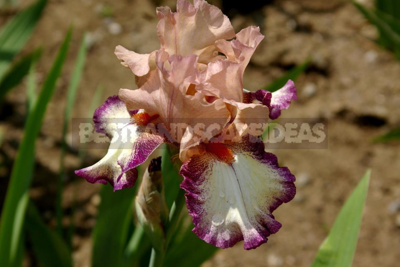 10 Best Colorful Varieties of Irises for Your Garden