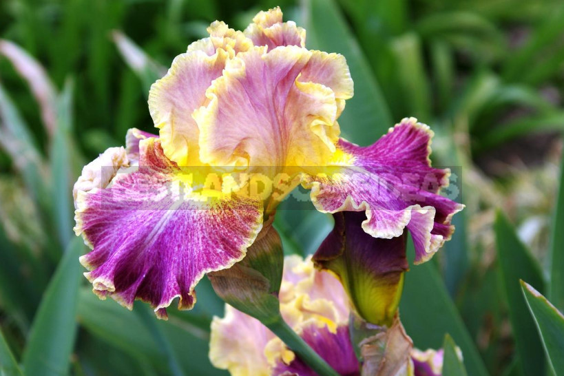 10 Best Colorful Varieties of Irises for Your Garden