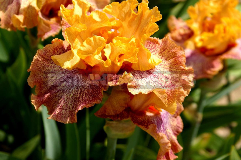 10 Best Colorful Varieties of Irises for Your Garden