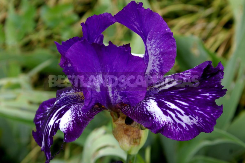 10 Best Colorful Varieties of Irises for Your Garden