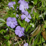 Charming Family: Periwinkle and Their Relatives