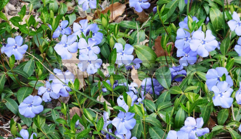 Charming Family: Periwinkle and Their Relatives