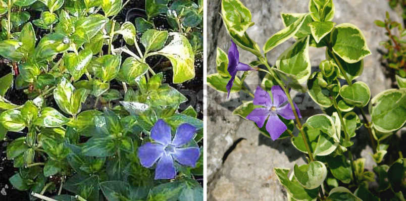 Charming Family: Periwinkle and Their Relatives