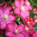 Clematis – King of Vines: Cultivation, Species, Varieties (Part 2)