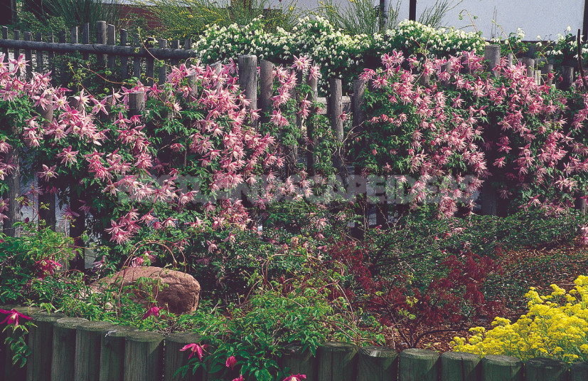 Clematis - King of Vines: Cultivation, Species, Varieties (Part 1)