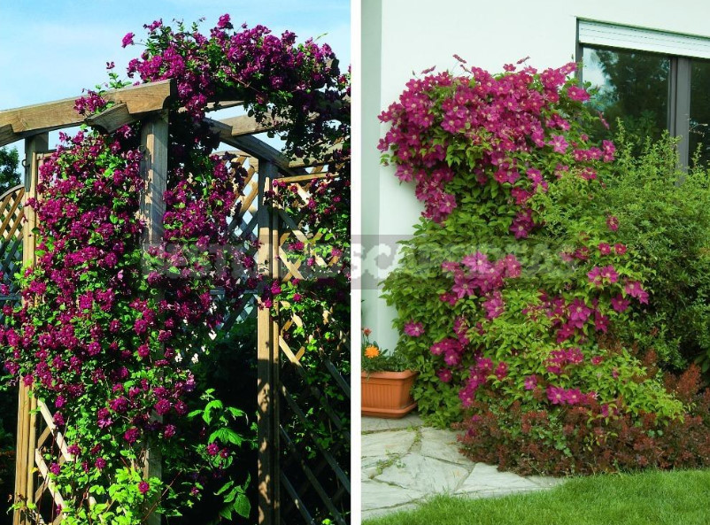 Clematis - King of Vines: Cultivation, Species, Varieties (Part 1)