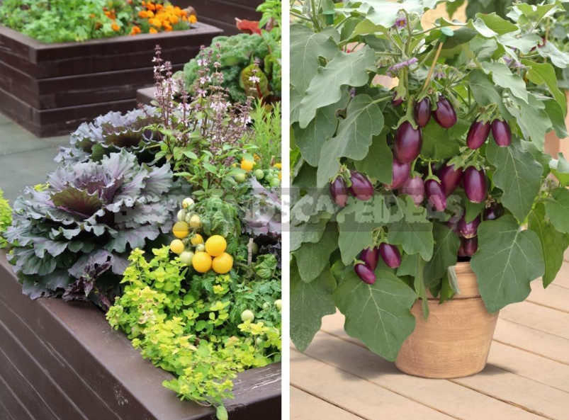 Container Gardening: Professional Advice On the Choice of Plants