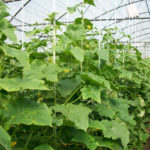 Grow Cucumbers in the Greenhouse: the Main Agricultural Techniques (Part 1)