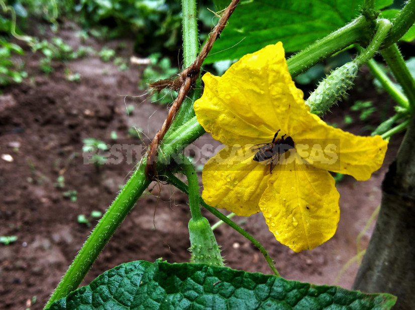 Grow Cucumbers in the Greenhouse: the Main Agricultural Techniques (Part 1)