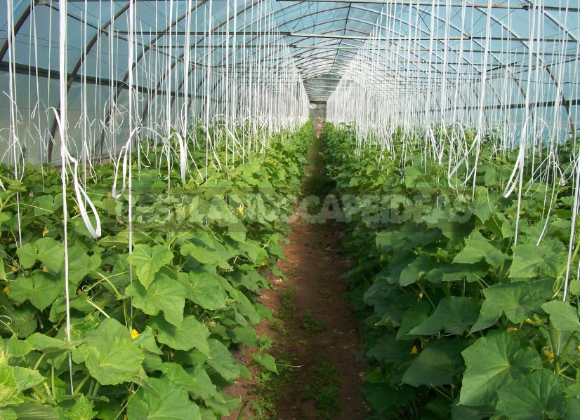 Grow Cucumbers in the Greenhouse: the Main Agricultural Techniques (Part 2)