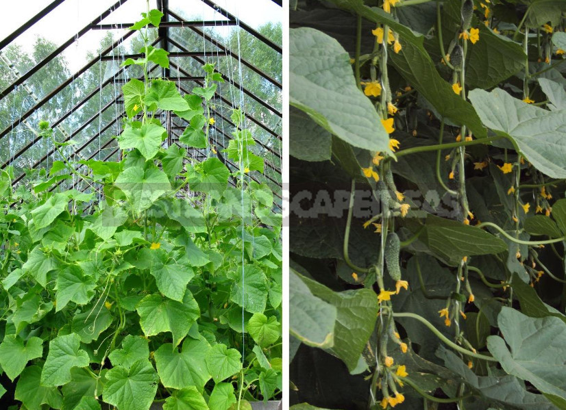 Grow Cucumbers in the Greenhouse: the Main Agricultural Techniques (Part 2)